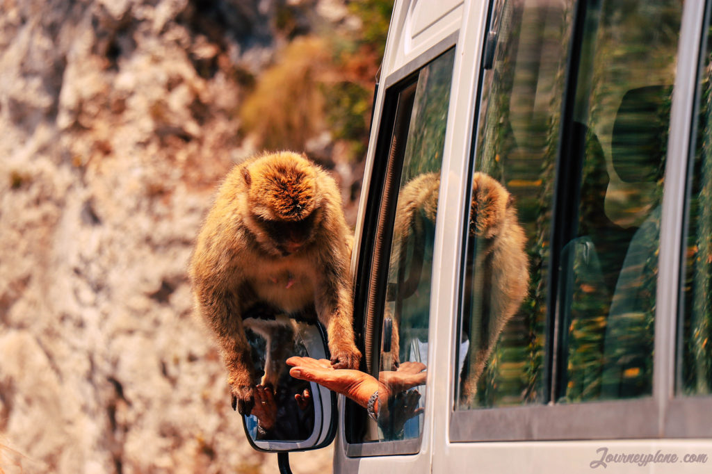 Monkey being fed by a taxi driver