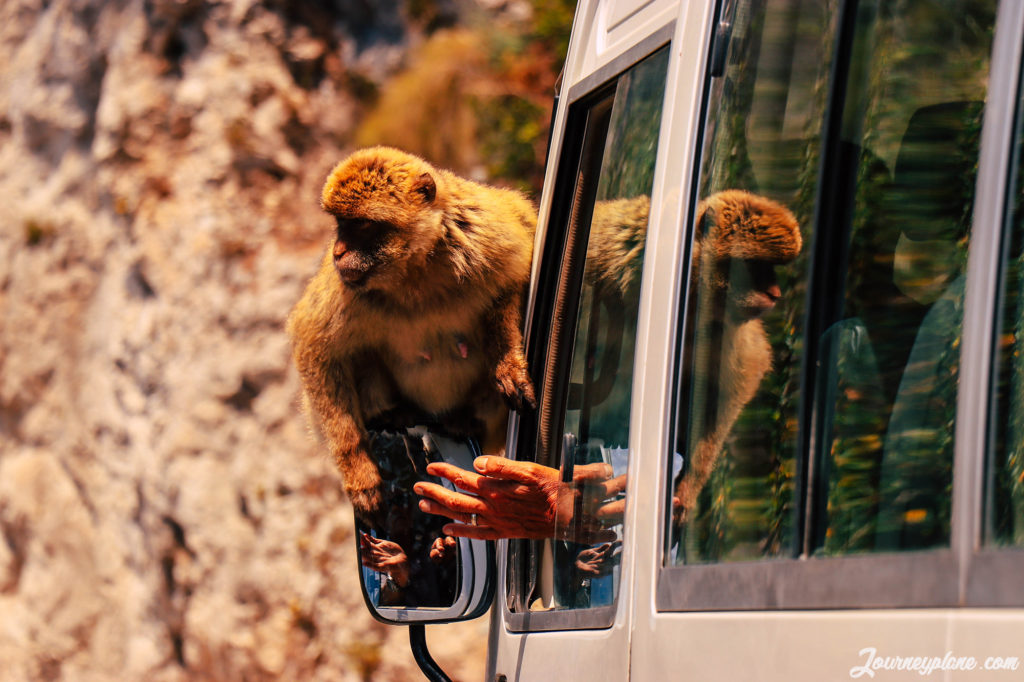 Monkey being fed by taxi drivers  - Gibraltar on a budget