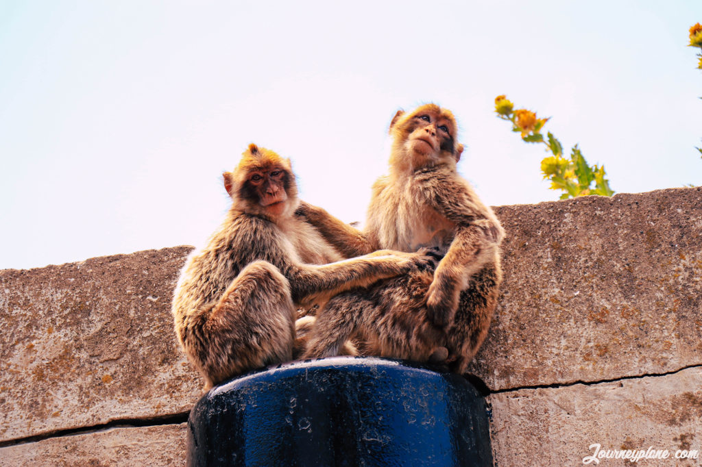 Monkeys playing - Rock of Gibraltar