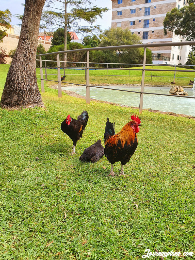 Roosters in the Park in Cascais