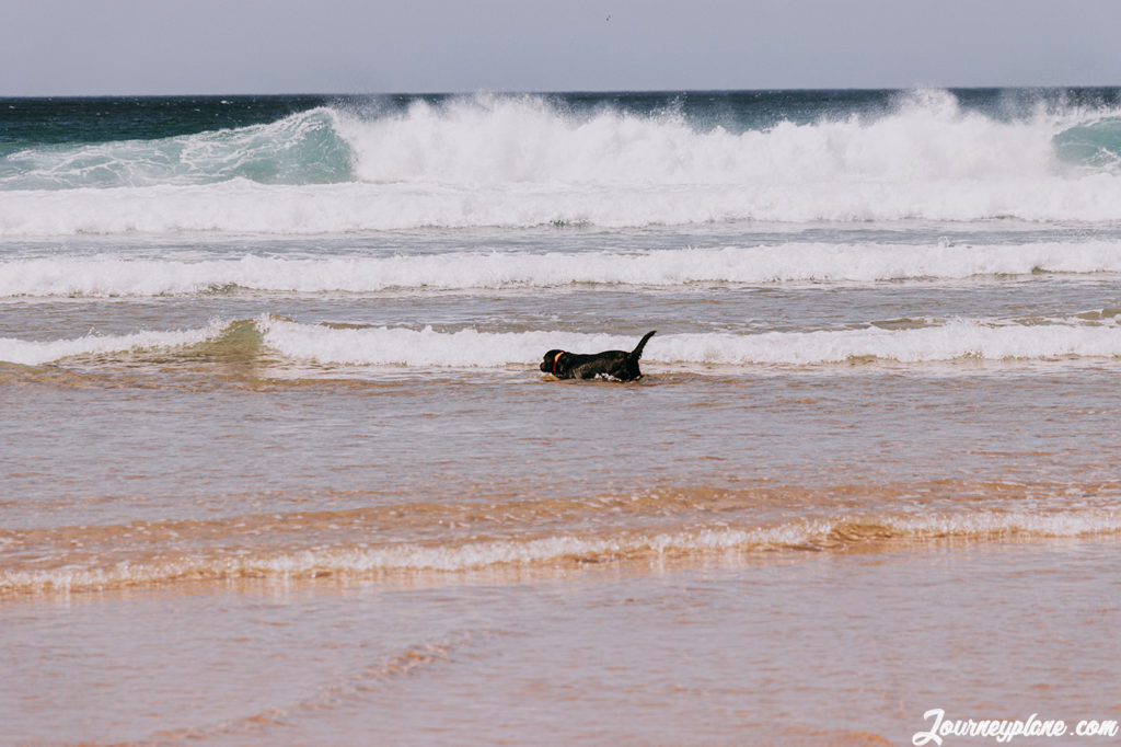 The perfect beach for Furry friends