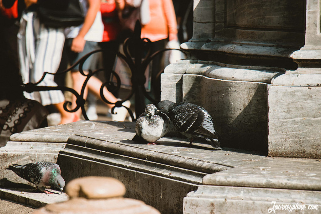 Pigeons in love in Venice